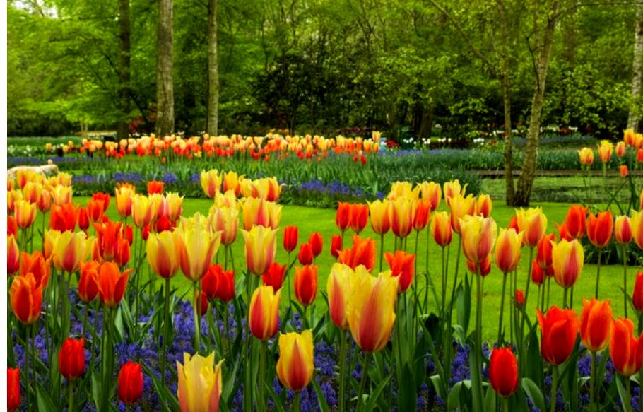 خدمات سياحية في هولندا